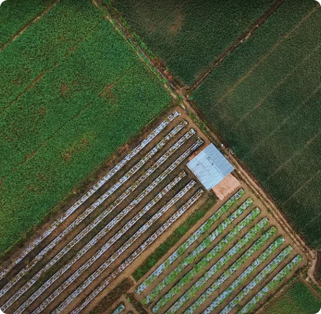 Lahan Pertanian